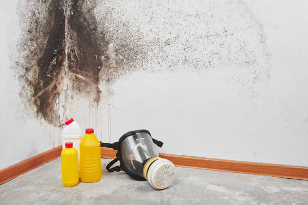 Best Post-Flood Mold Remediation in West Miami, FL