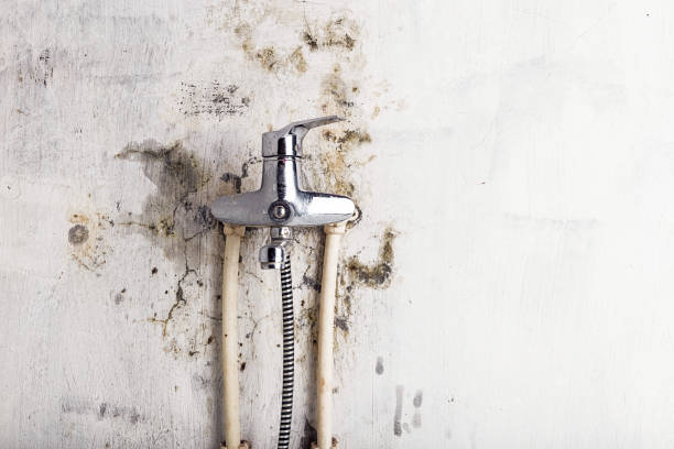 Best Insurance-Related Mold Remediation in West Miami, FL